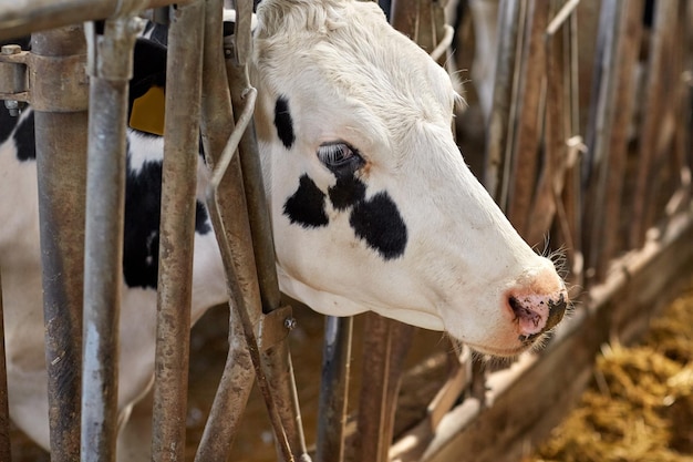 agriculture industry, farming and animal husbandry concept - cow in cowshed on dairy farm