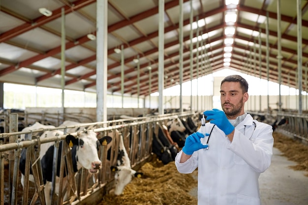 agriculture industry, farming, medicine, animal vaccination and people concept - veterinarian or doctor with syringe vaccinating cows in cowshed on dairy farm