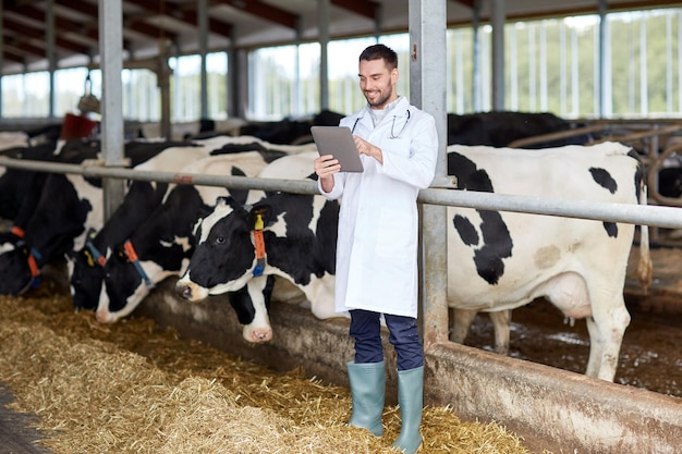 농업 산업, 농업, 사람 및 가축 양육 개념 - 태블릿 PC를 가진 수의사 또는 의사 및 유제품 농장의 가축 창고에서 소 를