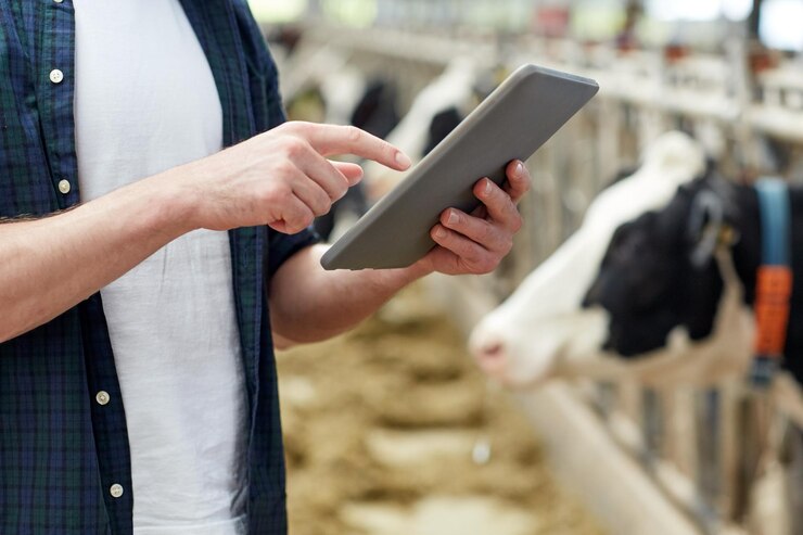 agriculture industry, farming, people, technology and animal husbandry concept - man or farmer with tablet pc computer and cows in cowshed on dairy farm