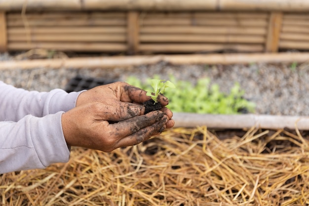 Photo agriculture is hand holding lettuce in organic farm.