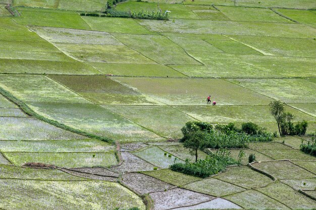 Agriculture land and farmers of nepal