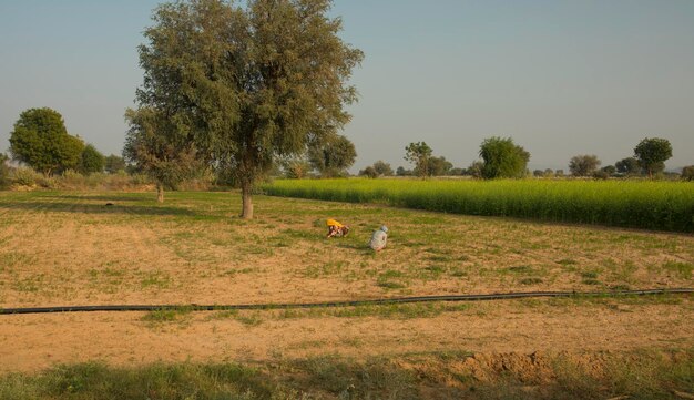 Agriculture Land