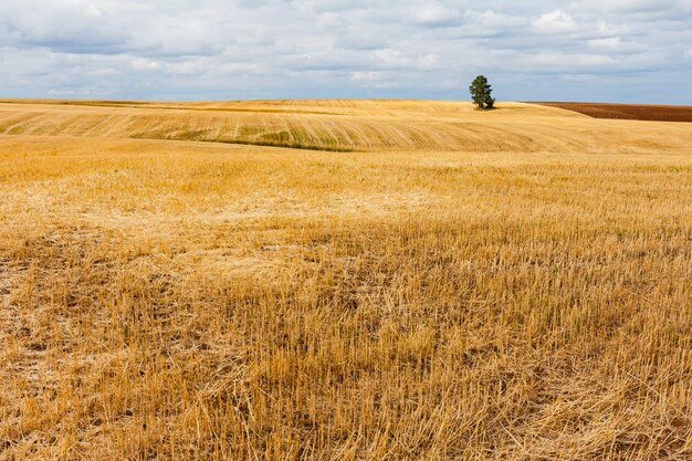 Foto paesaggio agricolo con terreni arati e campi rurali vuoti dopo la raccolta