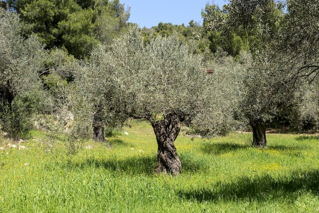 Сельское хозяйство Оливковые деревья растут в оливковой роще в горах крупным планом в солнечный весенний день
