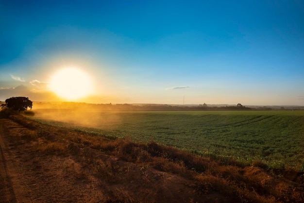 Agriculture panoramic view of a beautiful sunset over carrot plantation