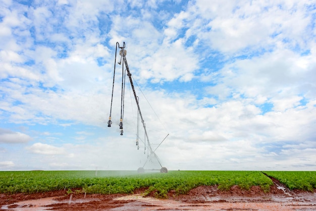 Foto sistema di irrigazione a perno agricolo sulla piantagione di carote in una giornata di cielo blu