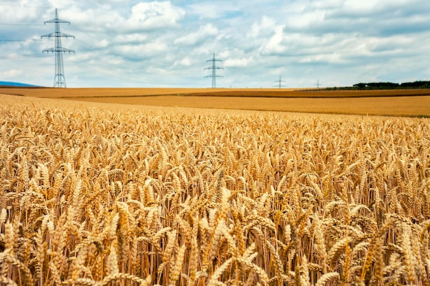 Agriculture Plant Spike Field in Nature Photo