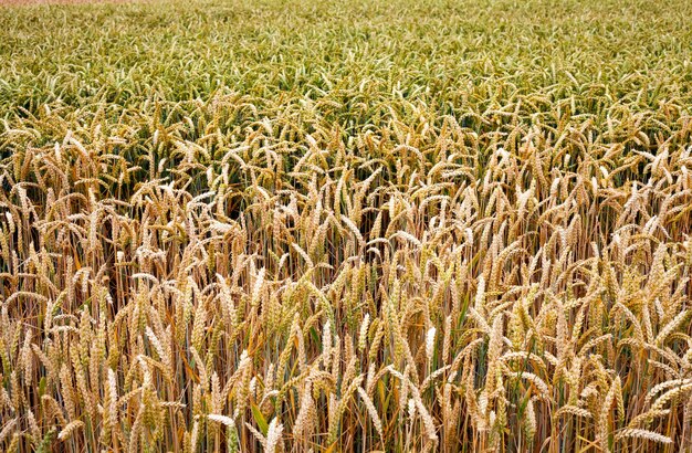 Agriculture Plant Spike Field in Nature Photo