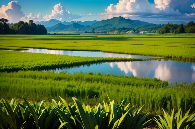 Photo agriculture planting paddy rice grain farm field wallpaper background nature landscape