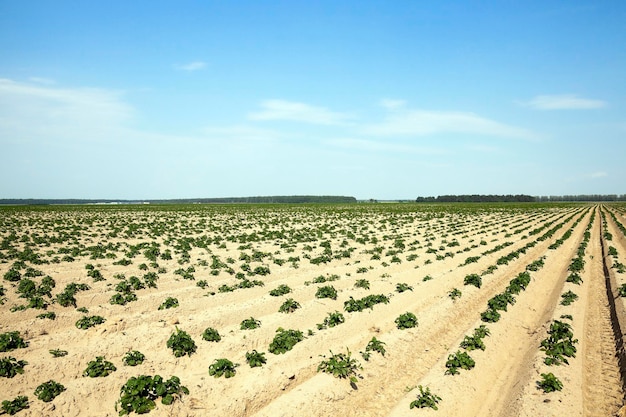 Agriculture potato field