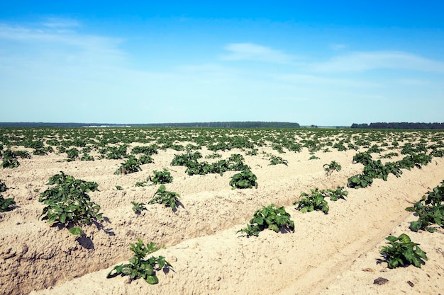 Campo di patate da agricoltura