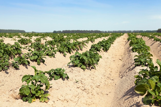 Agriculture potato field