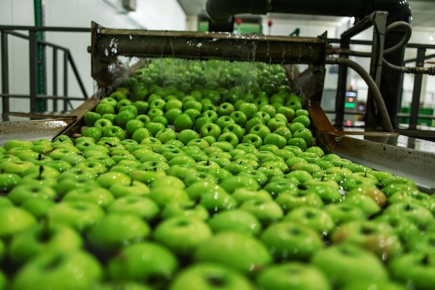 Foto agricoltura e produzione di mele biologiche