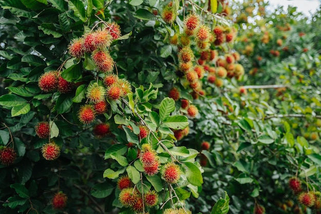 Agriculture red rambutan is on the rambutan tree