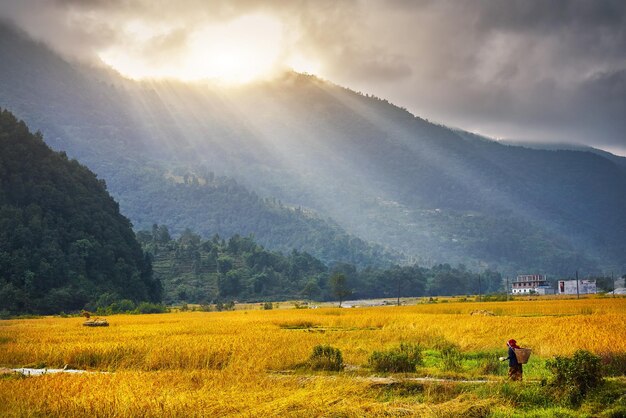 Agriculture at rice field in Himalayas