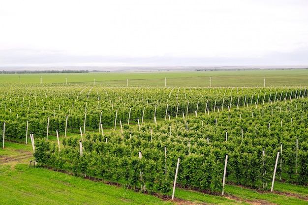 Agriculture. Rows of apple trees grow.