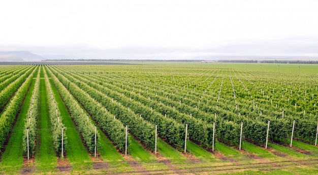 Agriculture. Rows of apple trees grow.