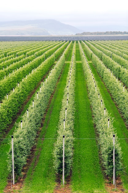 Agriculture. Rows of apple trees grow.