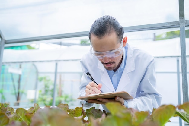 Agriculture scientist working to research a green vegetable plant in a field of biology laboratory biotechnology is a technology botany experiment of nature ecology organic greenhouse farming growth