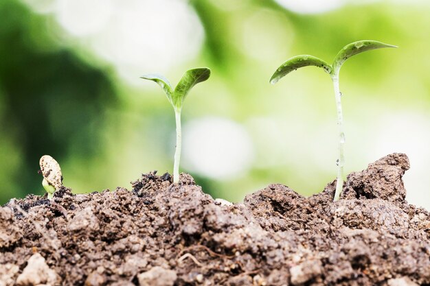 農業と種蒔き植物種子育成ステップのコンセプト