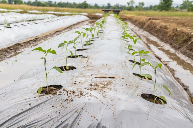 Agriculture seedlings