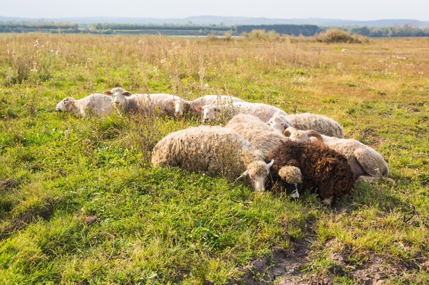 Agricoltura, pecore al pascolo in un prato, un pastore al pascolo pecore