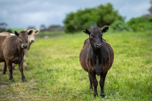 Agriculture technology sustainable organic food production on a cattle beef farm in america