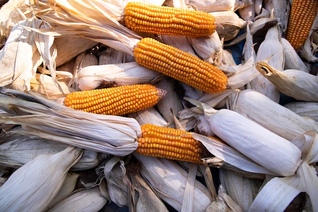 An agriculture texture background concept of ripe organic Corn cobs in the field