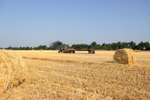 Agriculture - tractor carries a haystack. Tractor with hay.