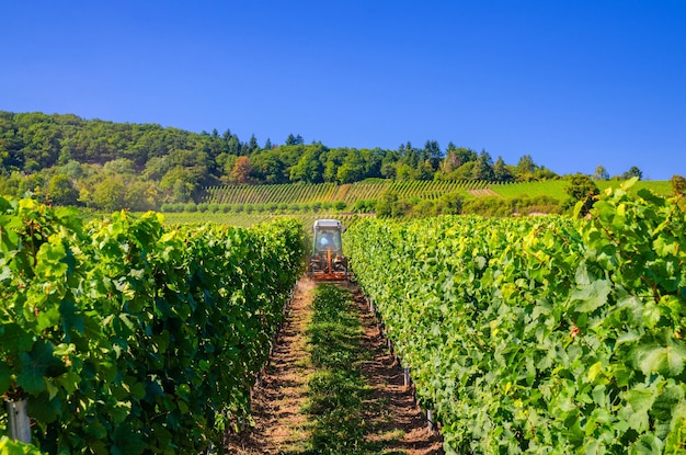 Photo agriculture tractor working in rows of vineyards green fields with grapevine trellis on river rhine valley hills