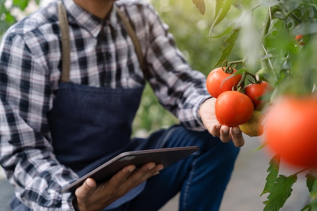 Agriculture uses production control tablets to monitor quality vegetables and tomato at greenhouse Smart farmer using a technology for studying