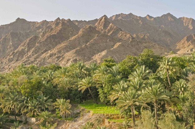 Foto agricoltura a wadi maydaq emirati arabi uniti