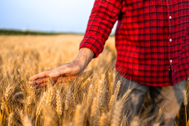 Agriculture and wheat production Farmer touching wheat crops before harvest