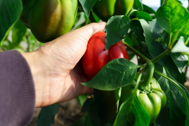 Foto mani di agricoltori che raccolgono e confezionano peperoncini rossi maturi coltivazione e raccolta di verdure ecologiche biologiche in giardino