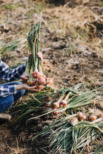 Foto l'agricoltore utilizza la rete di dati di base in internet dal cellulare per convalidare il test e selezionare il nuovo metodo di coltivazione giovani agricoltori e coltivatori di tabacco