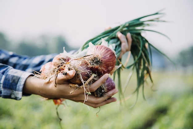 Agriculturist utilize the core data network in the Internet from the mobile to validate test and select the new crop method Young farmers and tobacco farming