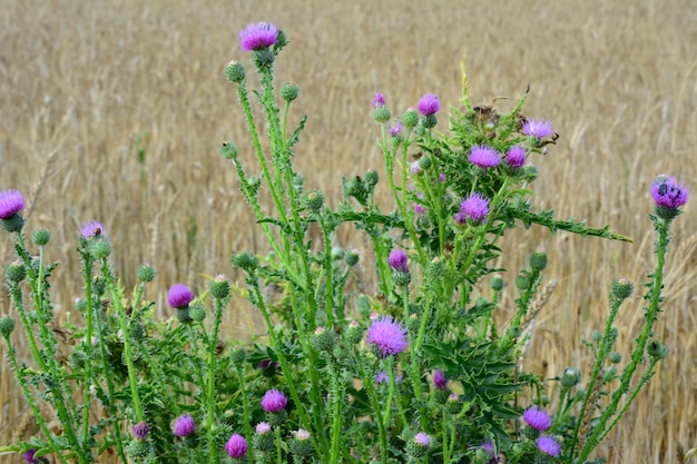 agrimony plant with purple flowers isolated in the field, close-up