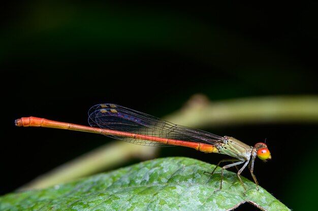 Agriocnemis стрекоза на листьях