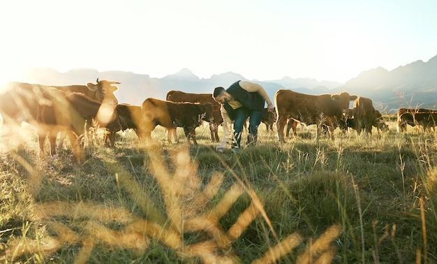 Agro agriculture and man on farm with cattle or livestock on field for diary milk or beef meat Sustainability farming and male farmer with cows checking grass health on countryside land outdoors