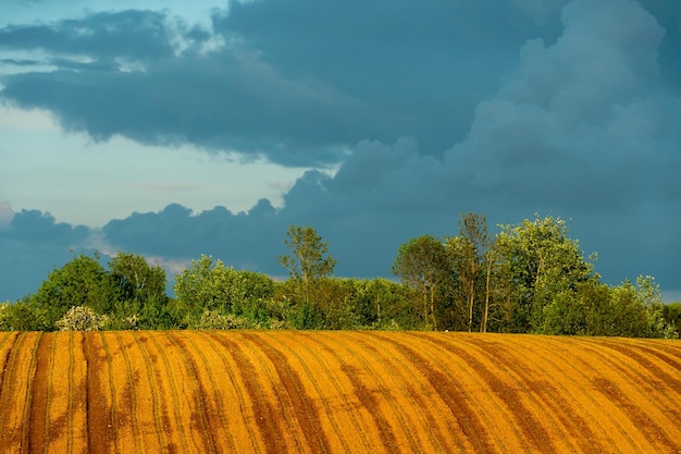 Agro-industrieel complex voor de teelt van granen tarwe rogge maïs en gerst Het gebruik van lage kwaliteit en niet-natuurlijke meststoffen voor de zaaicampagne Slechte oogst en de dreiging van hongersnood