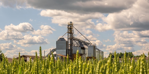 Agro silo's graanschuur lift met zaden reinigingslijn op agroprocessing fabriek voor verwerking drogen reiniging en opslag van landbouwproducten in rogge maïs of tarweveld