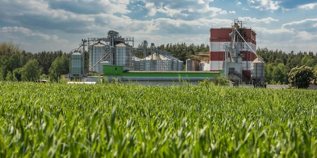 Agro silos on agroindustrial complex and grain drying and seeds cleaning line