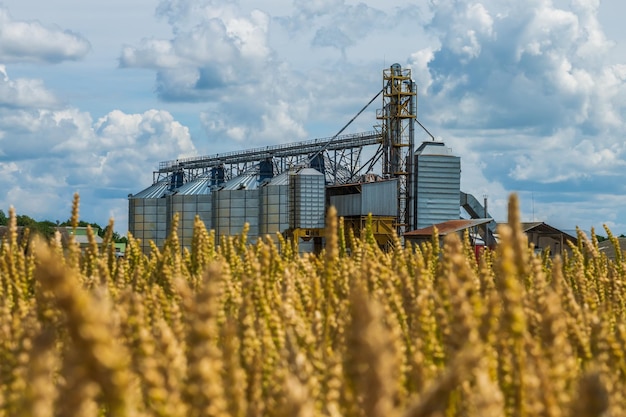 Фото Зернохранилище agro silos с линией очистки семян на заводе по переработке сельскохозяйственной продукции для переработки, сушки, очистки и хранения сельскохозяйственной продукции на ржаном, кукурузном или пшеничном поле