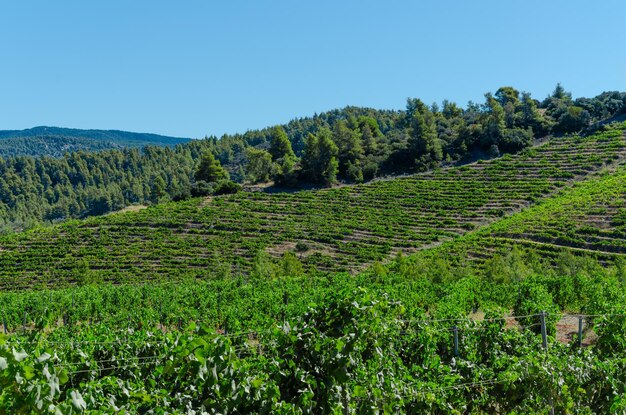 Photo agroculture with vineyard on amountainside rows of grape bushes horizon and sky trees in background