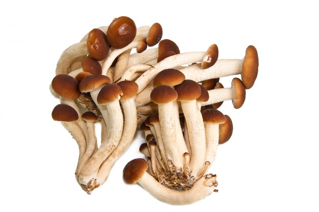 Agrocybe Aegerita