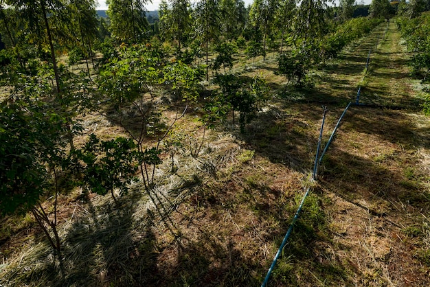 Agroforestry systeem met eucalyptus limoen mandarijn cassave mango en bananen