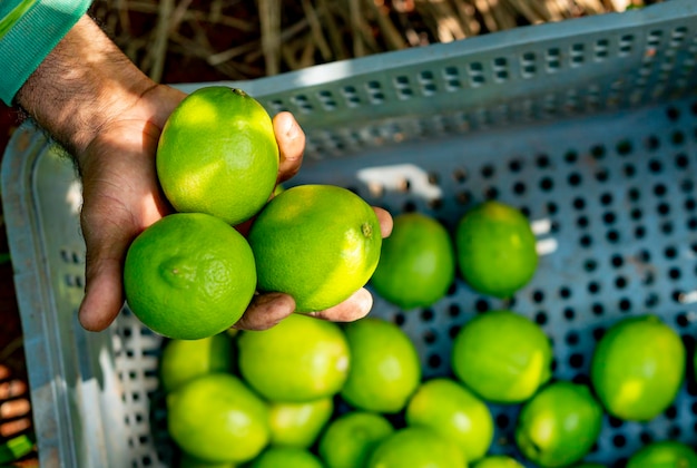 Agroforestry system man hands picking limes on a plantation limes in box