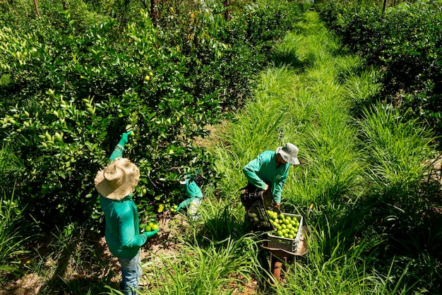 Agroforestry system men picking limes on a plantation