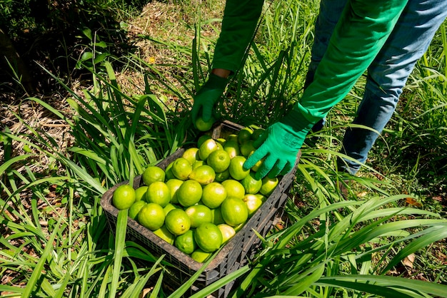 Agroforestry system men picking limes on a plantation